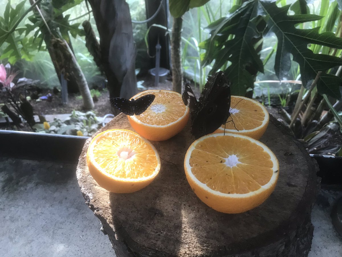 Tofrek's tweet image. Fascinating guided tour of the Bombay Sapphire distillery. Thank you. Very informative and entertaining guide. #BOMBAYDISTILLERY