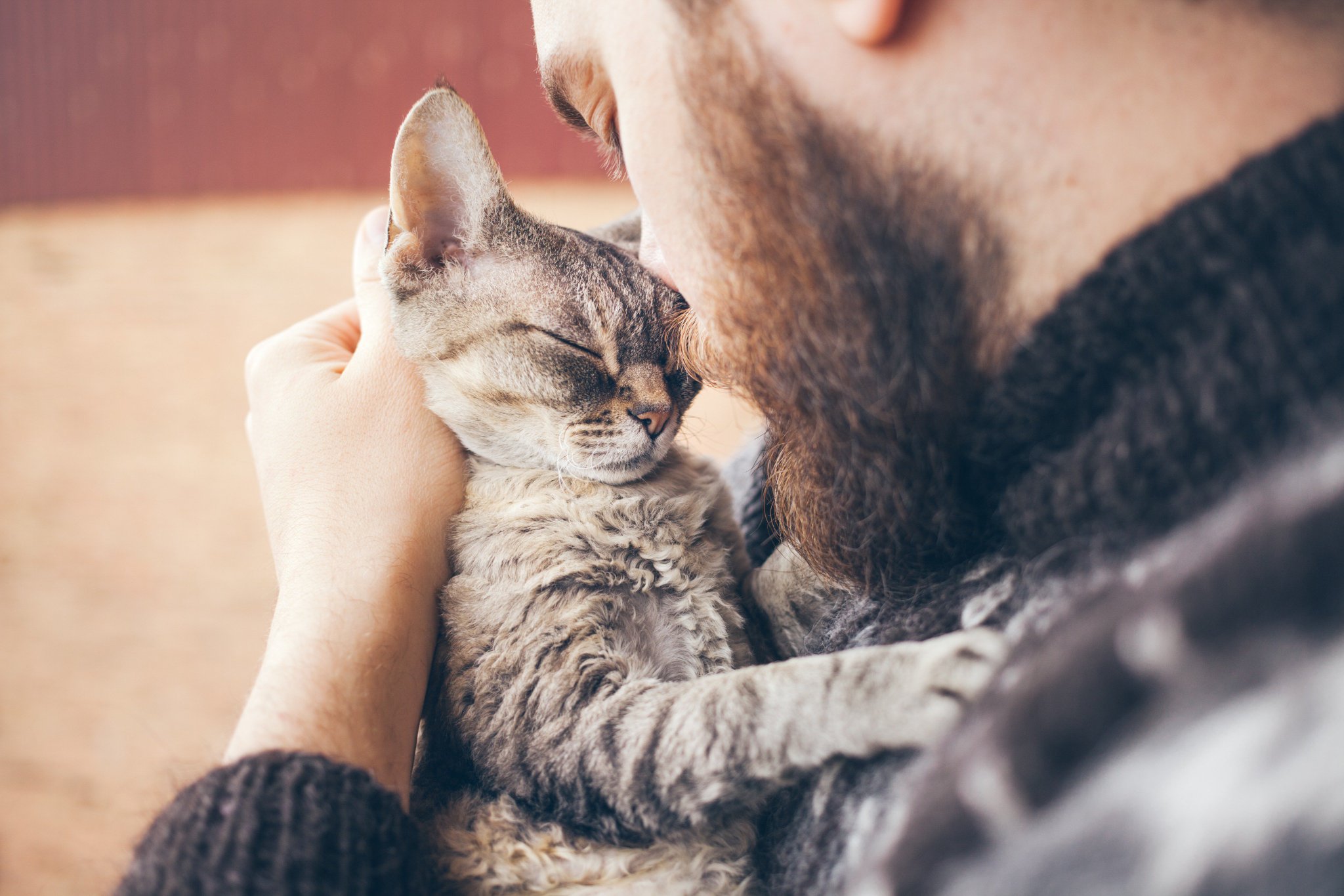 Neater Pets On Twitter Happy National Cat Day To Celebrate