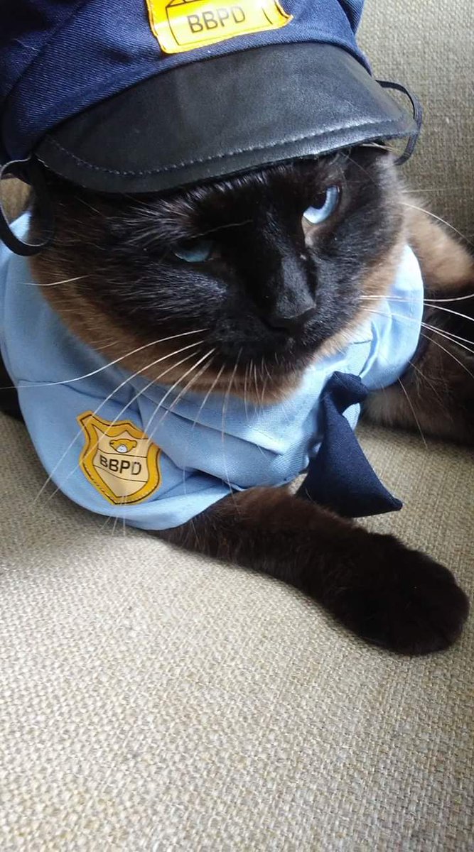 kainaimojo's tweet photo. @GlobalCalgary my cat natcho https://t.co/eINd21TvCD