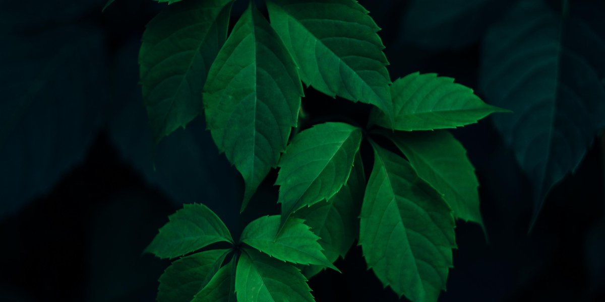 RaganAndMassey's tweet image. There is no need to scream in frustration, because @RaganAndMassey has the herbicides to put an end to your botanical nightmares for good. bit.ly/2Ayb7Kg #vegetationcontrol