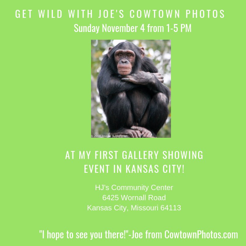 CowTownPhotos's tweet photo. Come to my first #PhotoGallery event in #KC this coming Sun Nov 4! It's the debut of my #WildAboutAnimals collection and it's a benefit for the @IAPF and their efforts to #HelpAnimalsSurvive in #Africa. For more info visit https://t.co/gFTzkHiOhn ! Hope to see you there! -Joe https://t.co/vzWwTWgz7T