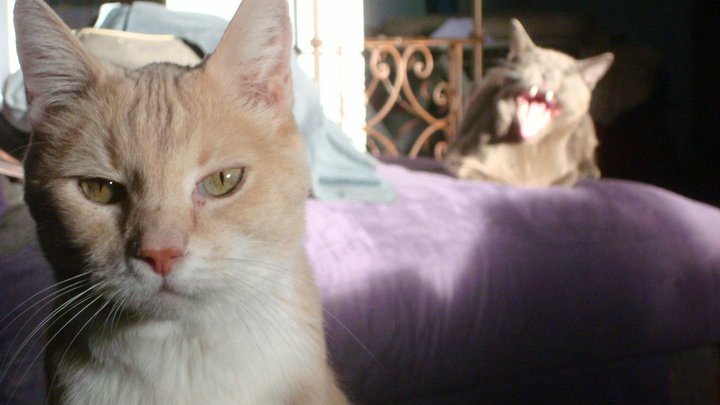 JohnFugelsang's tweet image. It&apos;s #NationalCatDay!

And they don&apos;t care.