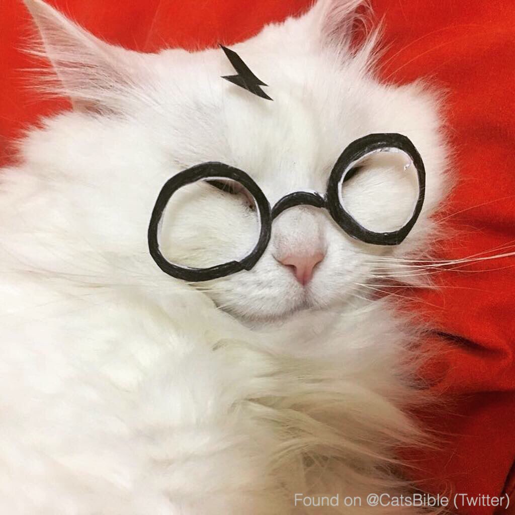CatsBible's tweet image. 