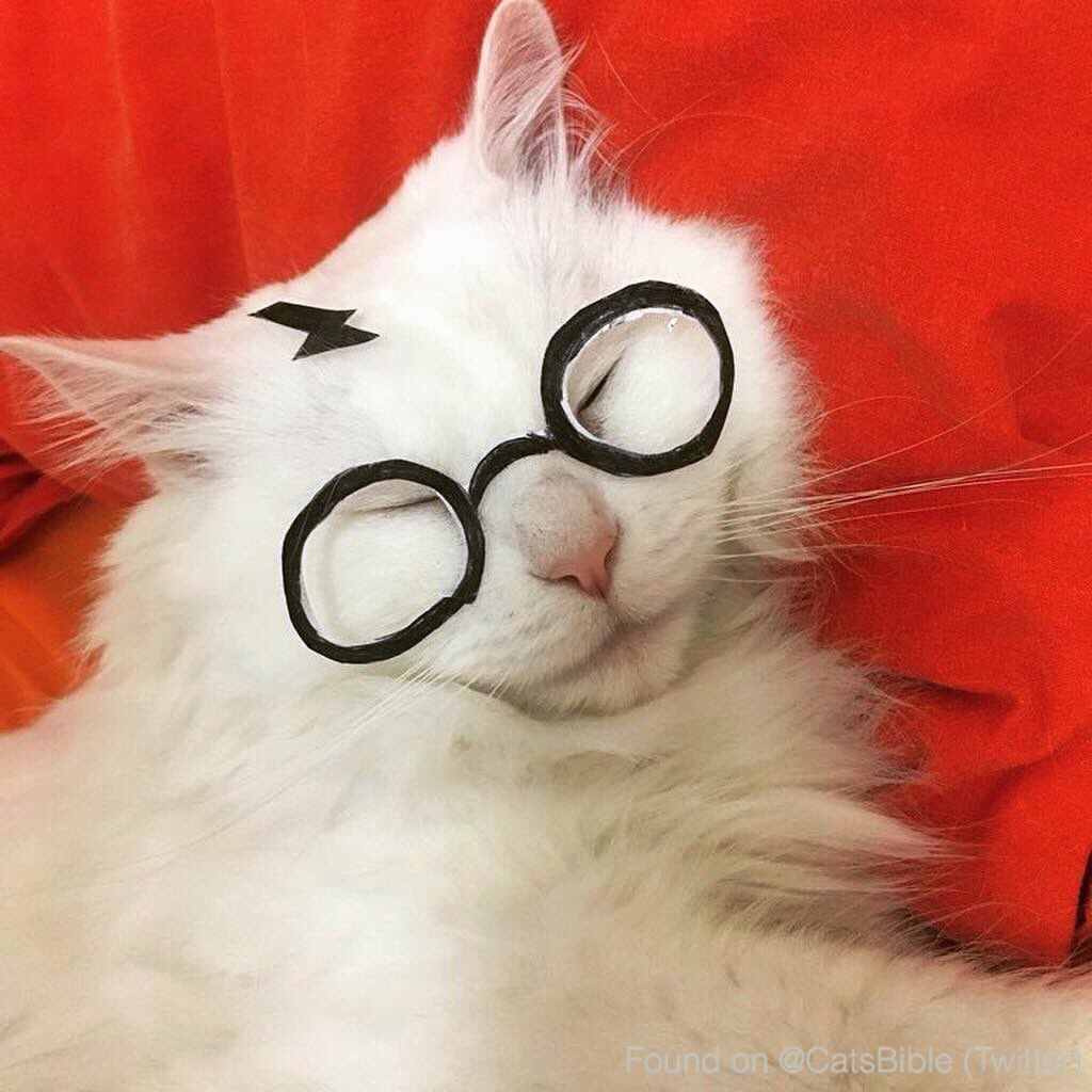 CatsBible's tweet image. 