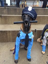 WRPSToday's tweet image. This picture made our #socialmedia team #howl 😆
We have to say, Henry looks quite #fetching in his uniform & definitely deserves a round of #appaws 👏 for his commitment to community safety.
You get an A #fur effort from us!
Thanks for taking part in our #Officer'oween contest.