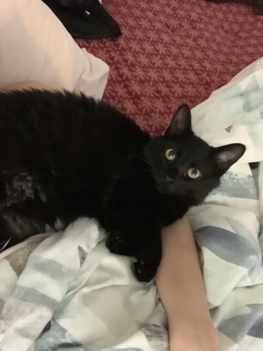 megturney's tweet image. Happy National Cat Day! #nomakeup #nofilter #JustZiggyandMe #GoodMorning