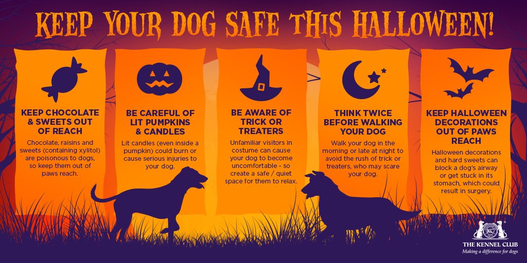 TheKennelClubUK's tweet photo. Halloween can be a scary and uncomfortable time for dogs, so we've put together some top tips to keep your canine safe and happy! #Halloween https://t.co/OUDZvxdJxb