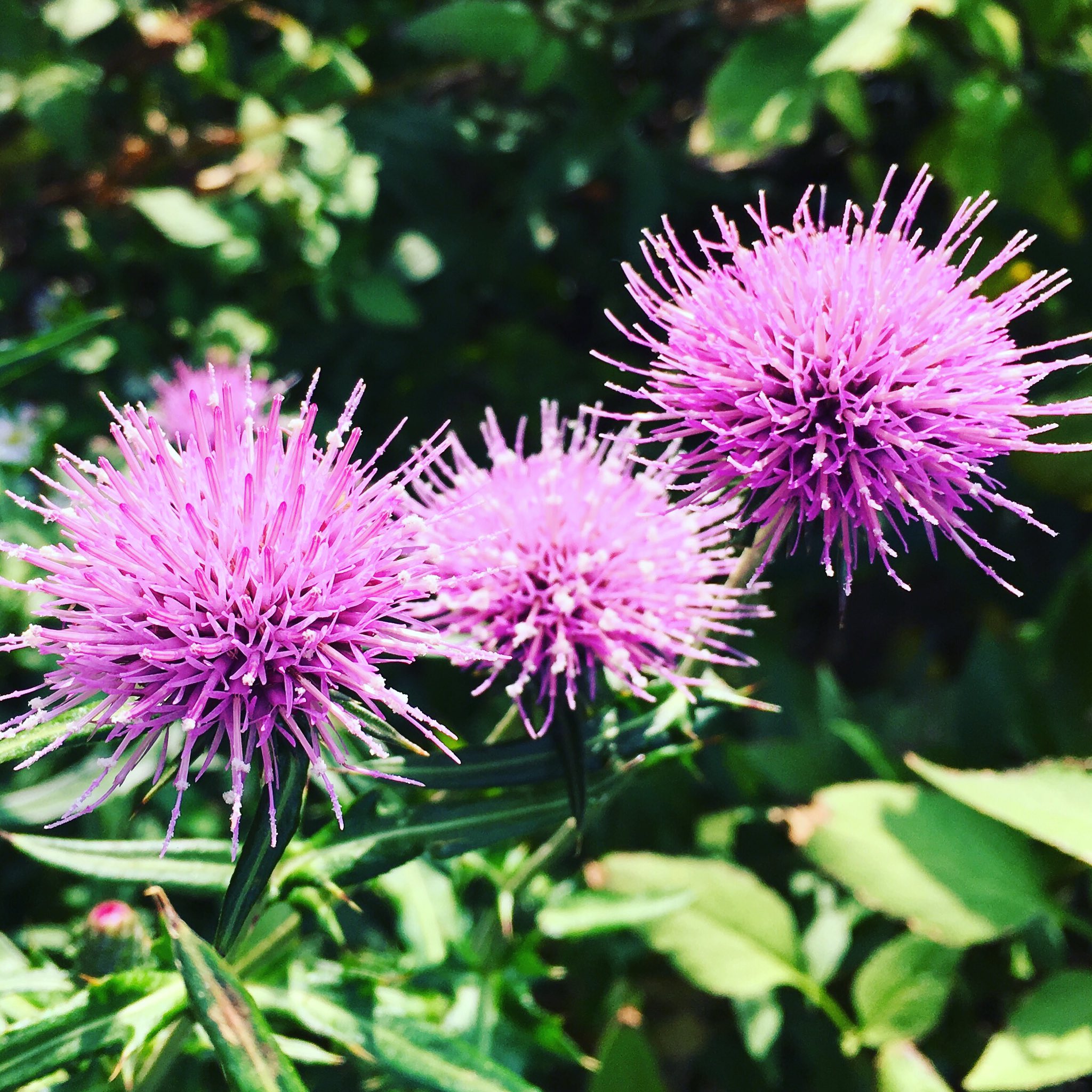 池ポチャ野郎 トゲのある花 アザミ 薊 ノアザミ 花言葉 触れないで 独立 厳格 花 フラワー トゲのある 花