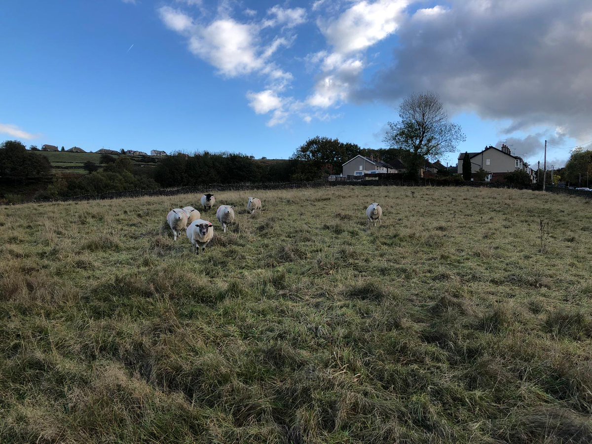 RogersGeotech's tweet image. Lovely greeting on a site walkover today 😎 #siteinvestigation #DeskStudy