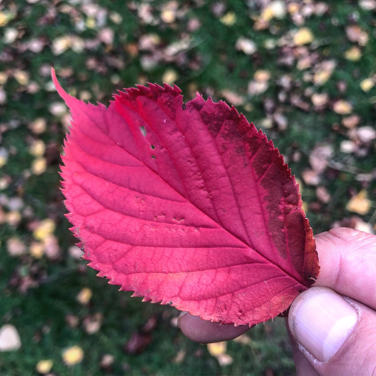 planetdap's tweet image. Natural and organic colours of Autumn! #MotherNature ! ❤️🍃🍂👁👌🏼✔️💯 

#Autumn #Colours #Natural #Nature #Love #Stunning #PicOfTheDay