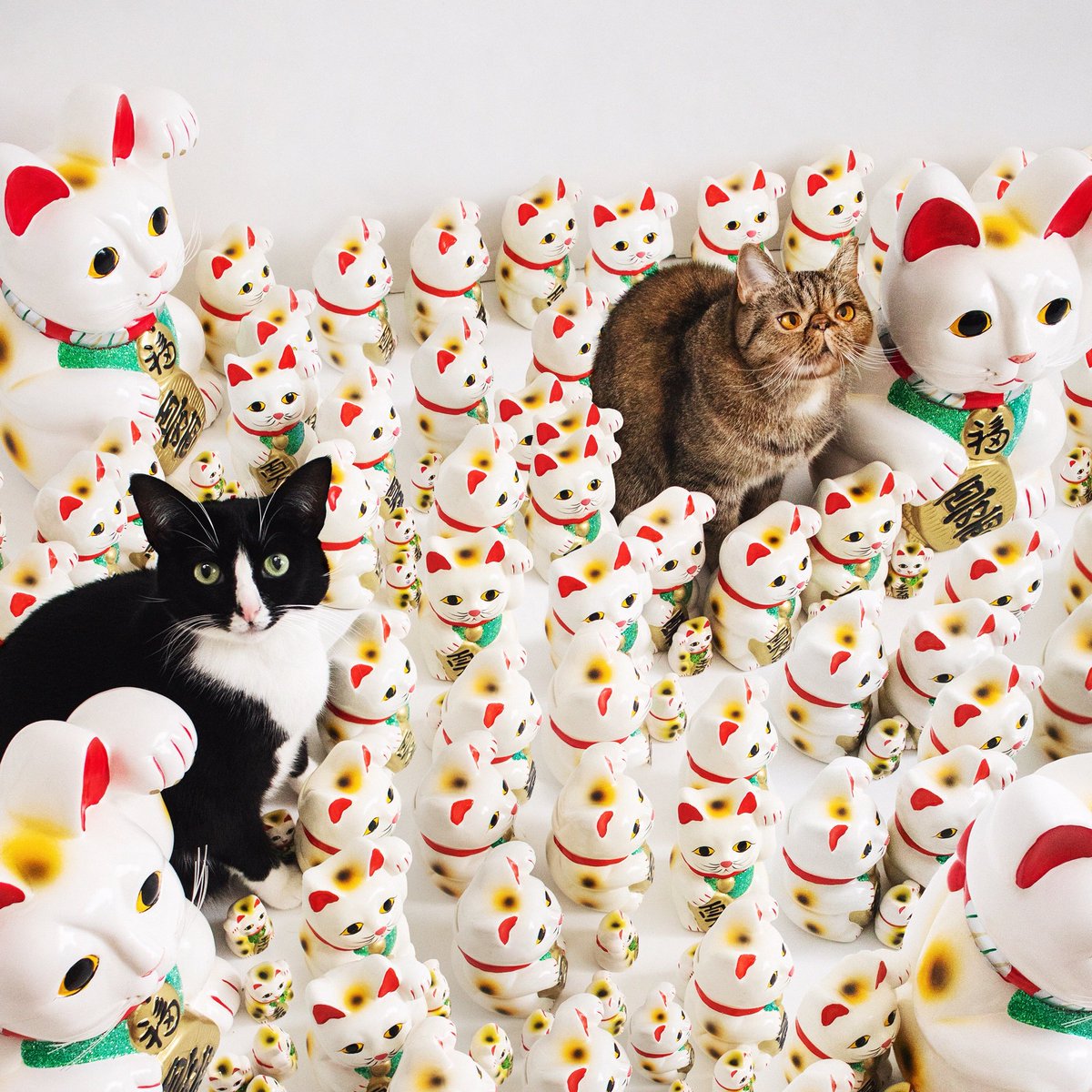 CheetoTuxedo's tweet image. Stand out from the crowd. ✨
Happy #NationalCatDay friends! @Nutrish #Sponsored
#NutrishPets
Real recipes. Real ingredients. Real good.™