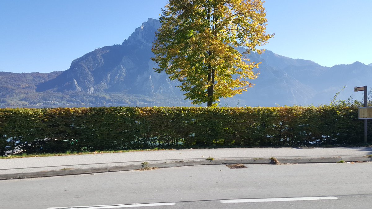 fireflieschilli's tweet image. 