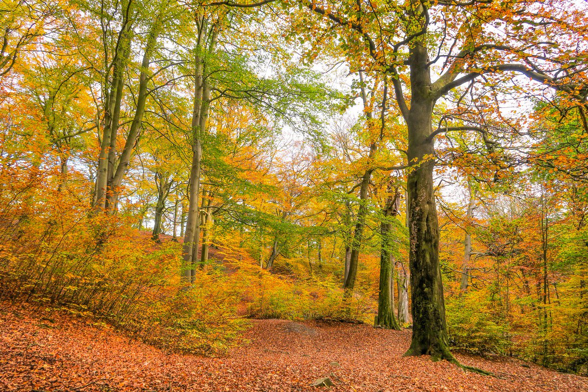 Woodland Walk <a href="/Tweet2Yorkshire/">Tweet To Yorkshire</a> <a href="/Welcome2Yorks/">Welcome to Yorkshire</a> #naturelovers #autumn #woodland <a href="/HXCourier/">Halifax Courier</a>