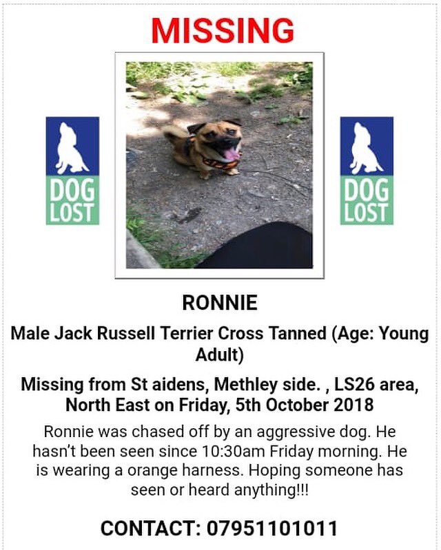 molliepug2's tweet photo. MISSING JRT 😢 West Yorkshire 5/10/18 💔
#missingronnie @missingdogs155 @colliealert @SummerBreezeUS @HelpStolen @KarenFi51820768 https://t.co/36D8kQOJwi