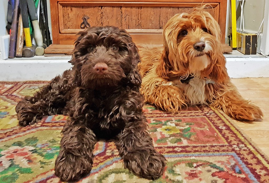 #dorsethour Wesley and Buddy say hello. 👋