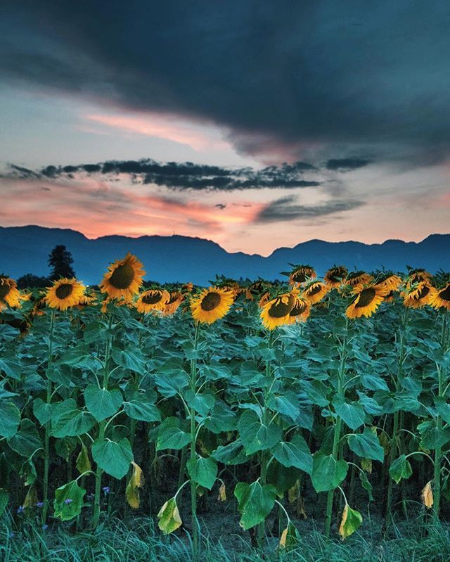 Mohamed Zohny tweet media