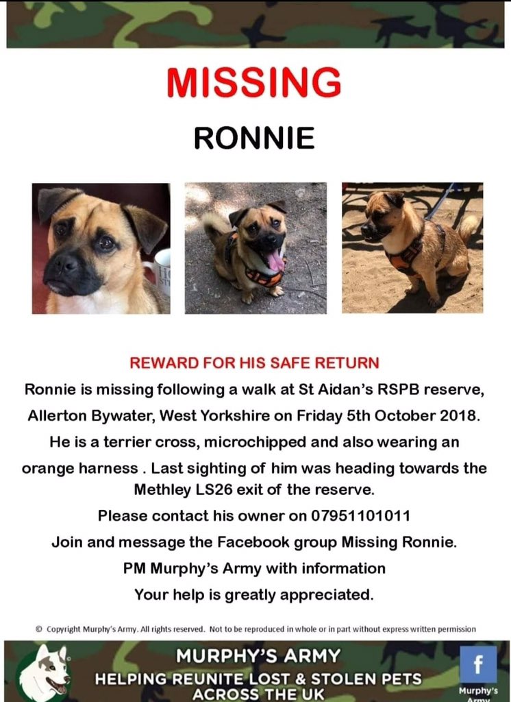rosiedoc666's tweet image. #findRonnie #JRT #MISSING since Friday 5/10/18 he was on a walk at #StAidens #RSPB RESERVE #AllertonBywater #WestYorkshire LAST SIGHTING WAS WHEN HE WAS SEEN RUNNING TOWARDS #Methley #LS26 

m.facebook.com/groups/3285264…