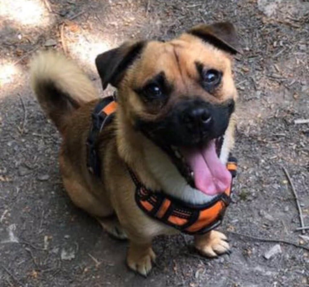 rosiedoc666's tweet image. #findRonnie #JRT #MISSING since Friday 5/10/18 he was on a walk at #StAidens #RSPB RESERVE #AllertonBywater #WestYorkshire LAST SIGHTING WAS WHEN HE WAS SEEN RUNNING TOWARDS #Methley #LS26 

m.facebook.com/groups/3285264…