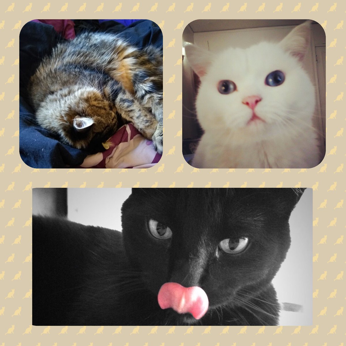 jmwebdesigns's tweet photo. You can never have too many purfect cat pictures on #NationalCatDay and #NationalInternetDay! Meet Smaug The Sleepy AKA The Desolation, Petri The White, and Stanley The Blep. https://t.co/hyC7I2TuuK
