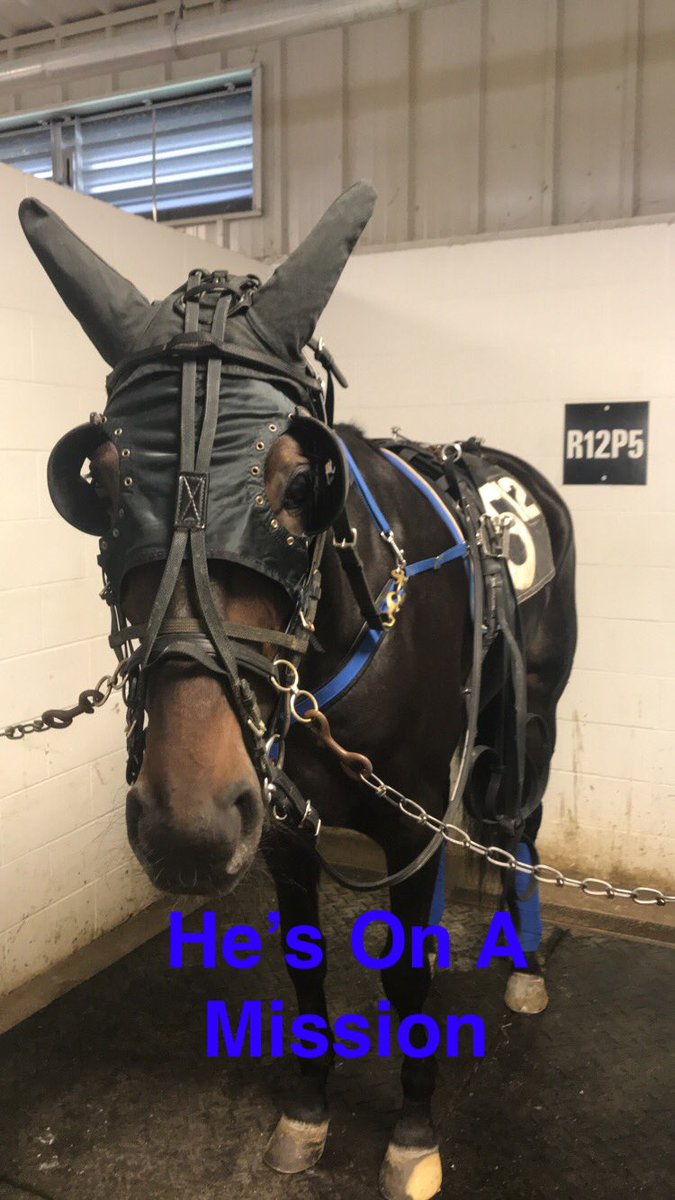 RuddickStables's tweet image. I get to spend my afternoon with this handsome guy @HollywoodDayton He’s On A Mission. Race 12. #GoMissionGo cc: @That1BarryGuy