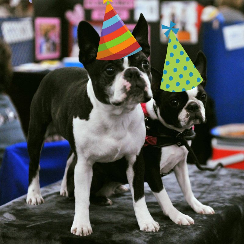 GoldenGateKC's tweet image. Save the date! Mark your calendars! The Golden Gate Kennel Club Dog Show will be January 26-27, 2019. Don't miss out! #goldengatedogshow #dogsfordays