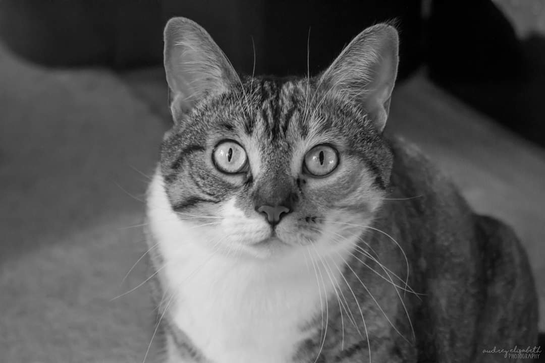 Audsabeth's tweet photo. Happy #NationalCatDay from my Lorelei
#GilmoreGirls #CatsOfTwitter #meow 
@GilmoreGirls https://t.co/gGZYuLekHH