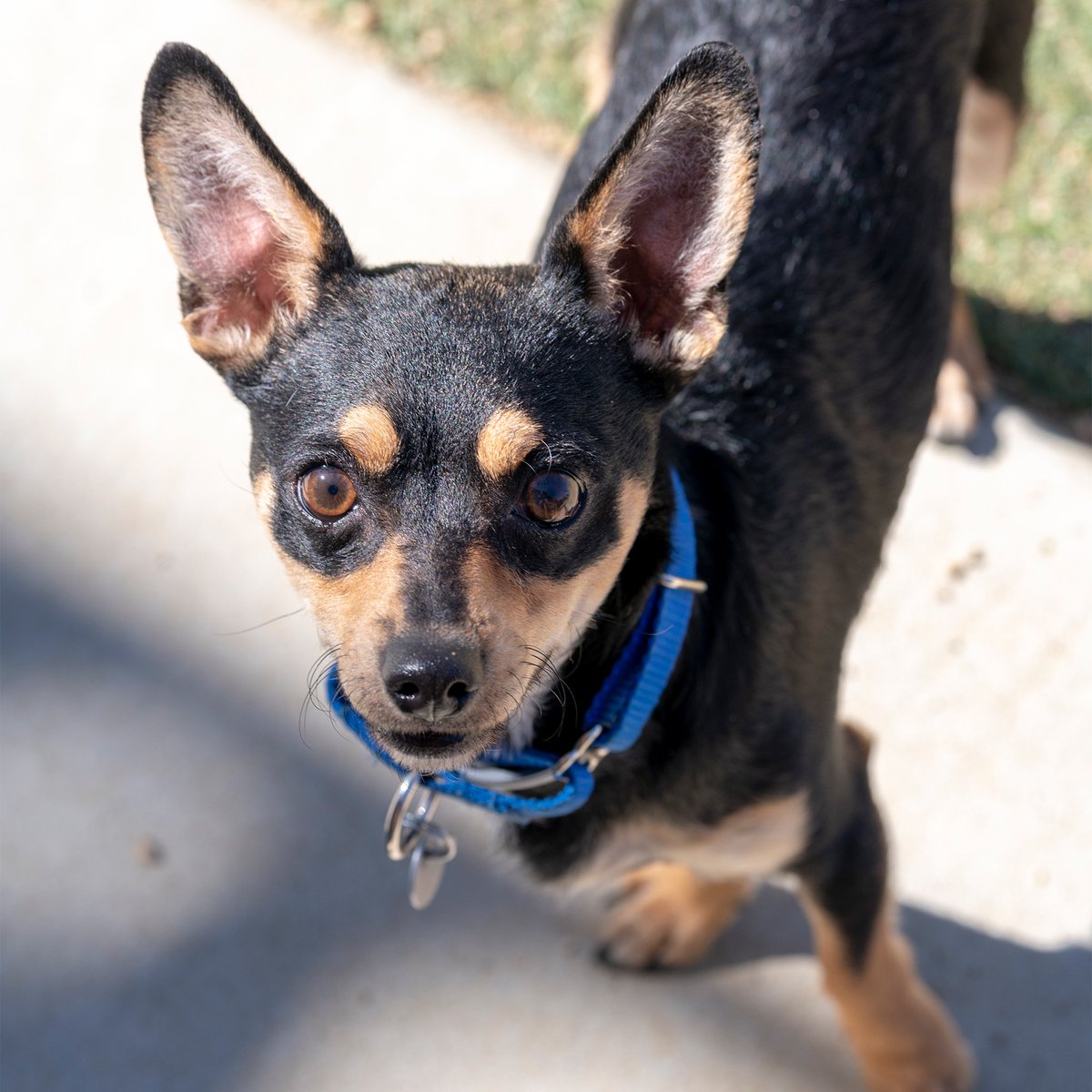petsinneed1965's tweet photo. Over the weekend, 13 of our animals found their forever homes! That brings the total number of animals adopted in October so far to 82. 🙌🏼 Help us find homes for even more animals, like Atticus here who, by the way, is 100% a good boy. Spread the word! https://t.co/xWY2nm99ys