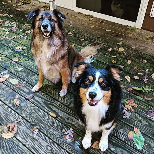 SandyVern's tweet photo. Fresh from the groomer 😀 They will look like something the cat dragged in soon enough so just need proof that they can cleanup 😂🤣 #freshlygroomed #dogofinstagram #aussiesofinstagram #australianshepherdsofinstagram #bordercolliesofinstagram #bordermix https://t.co/gaTeZbVC9F https://t.co/DkhKPVv8UH