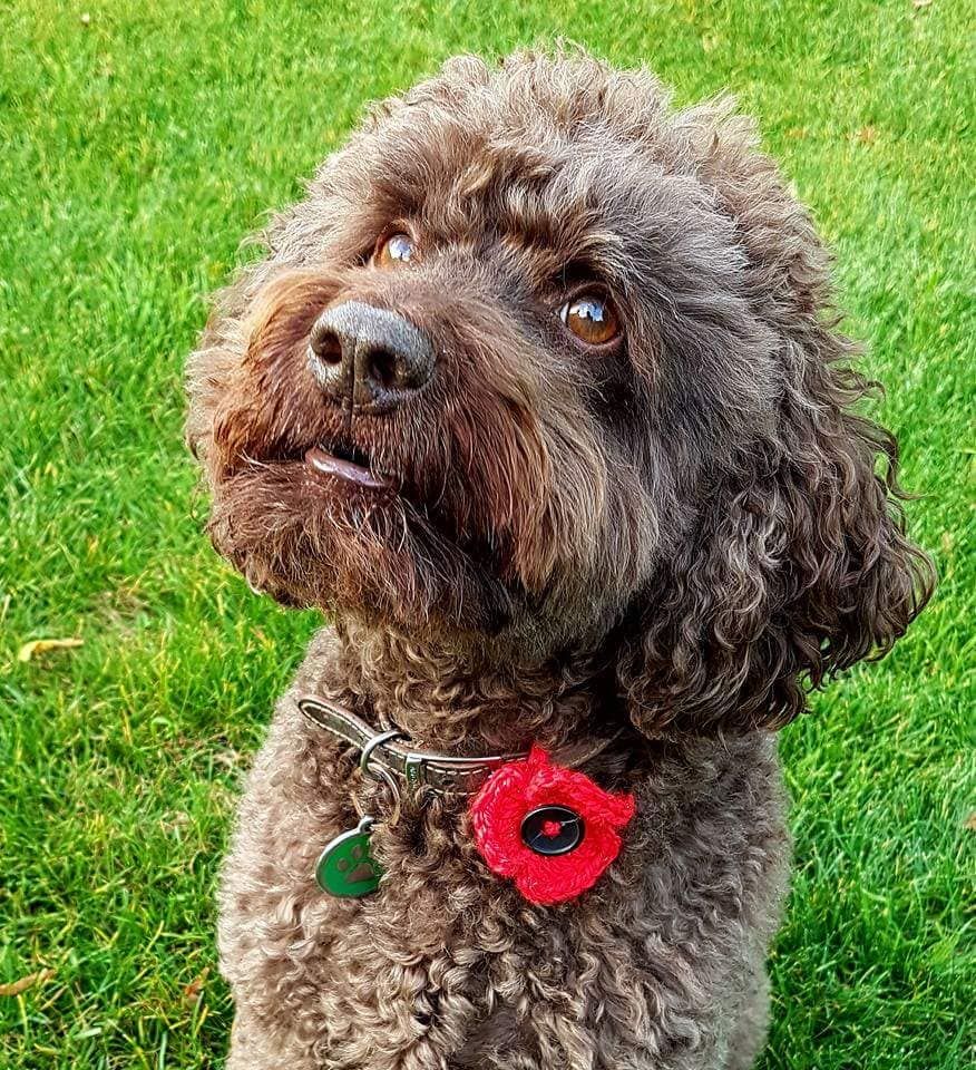 Thank you to all the organisations who helped make the Launch of the #PoppyAppeal a huge success on Saturday. Traditional #poppies can be purchased around town &amp; crochet ones available from Stitchery do in Denmark Street. All proceeds go to <a href="/PoppyLegion/">Royal British Legion</a> #woky #WW1 #Remembrance