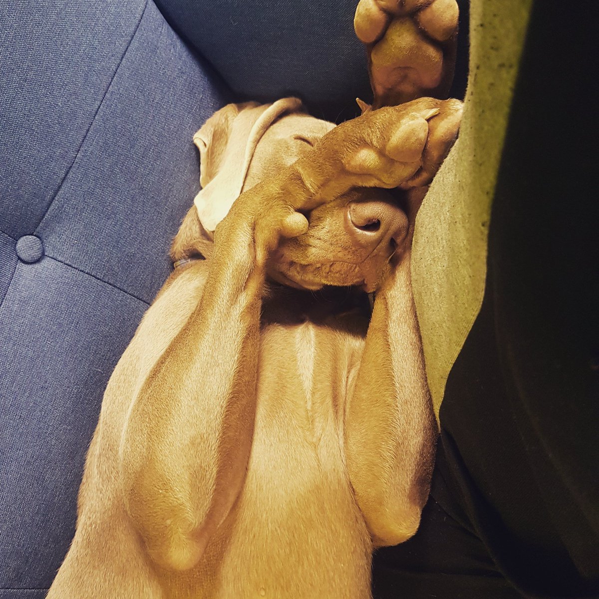 WackyPawsca's tweet photo. Look who is sleeping like a little baby? Zephyr! 😘
#toronto #Dogs #torontodoggydaycare #thesix #naptime #puppylove #cute #couchtime #paw #wackypaws https://t.co/5cdL7Xwkfl