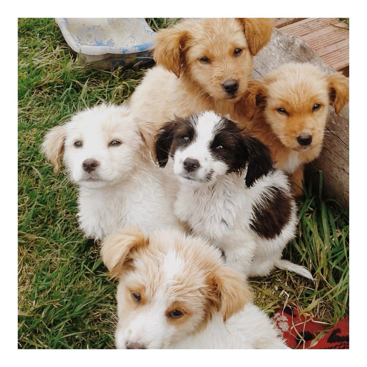 ARestorant's tweet photo. Estos pequeñitos están buscando un hogar donde puedan ser amados🚨¡Anímate a #adoptar! Es mejor darle una manita a un perrito desamparado. #AdoptaNoCompres #DogLover #AdoptarTeCambiaLaVida 
#DogsofTwittter https://t.co/rOqURLNBKp