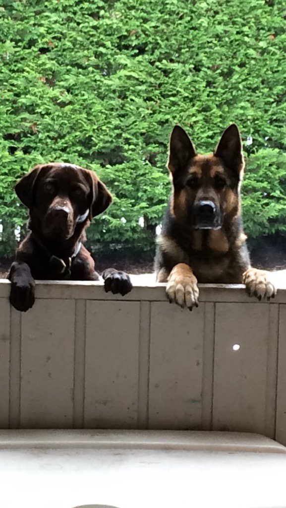 It is with incredible sadness that we announce the passing of retired PSD Bondo over the weekend. PSD Bondo worked from Dec 2010 - May 2018 he was 9+ yrs old. Bondo will be added to our wall of honour inside the <a href="/vicpdcanada/">Victoria Police</a> lobby. Our thoughts are with Bondo's handler and family