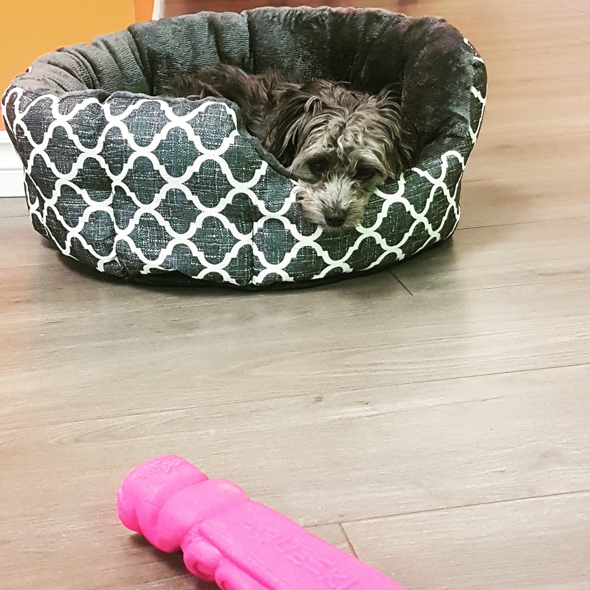 WackyPawsca's tweet photo. Rex is testing his new bed... we think he likes it! ❤
#Dogs #torontodoggydaycare #Toronto #puppylove #thatface #adorable #wackypaws https://t.co/bLBb4fFIkF
