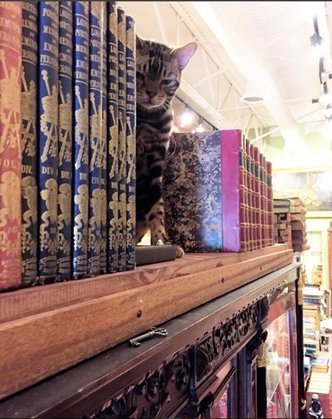 oldfloridabooks's tweet photo. The favorite #bookend.

#NationalCatDay2018 #nationalcatday https://t.co/GubufhRp3p