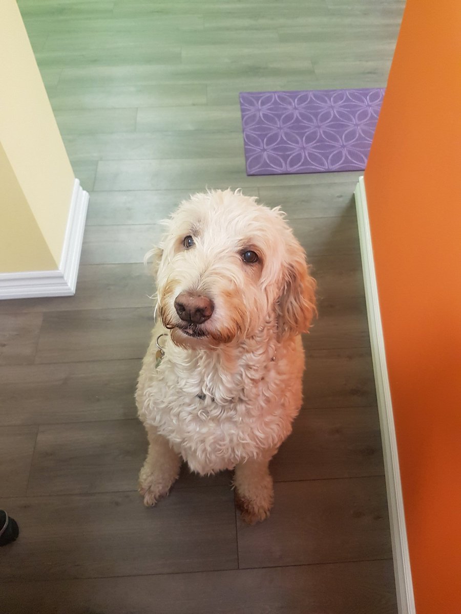 WackyPawsca's tweet photo. Shelby is waiting for her groom! She is so precious! ❤
#Toronto #torontogrooming #doodle #adorable #Dogs #thatface  #cuteface #wackypaws https://t.co/XNnr2jsqRR