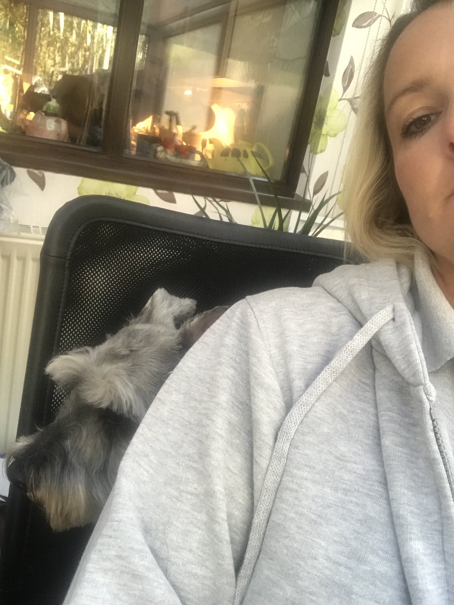 SewSimpleLtd's tweet image. I’m gonna need a bigger chair! #softdog #Schnauzer #dogatwork #workwear #embroidery #logo #uniform @shoutnetwork