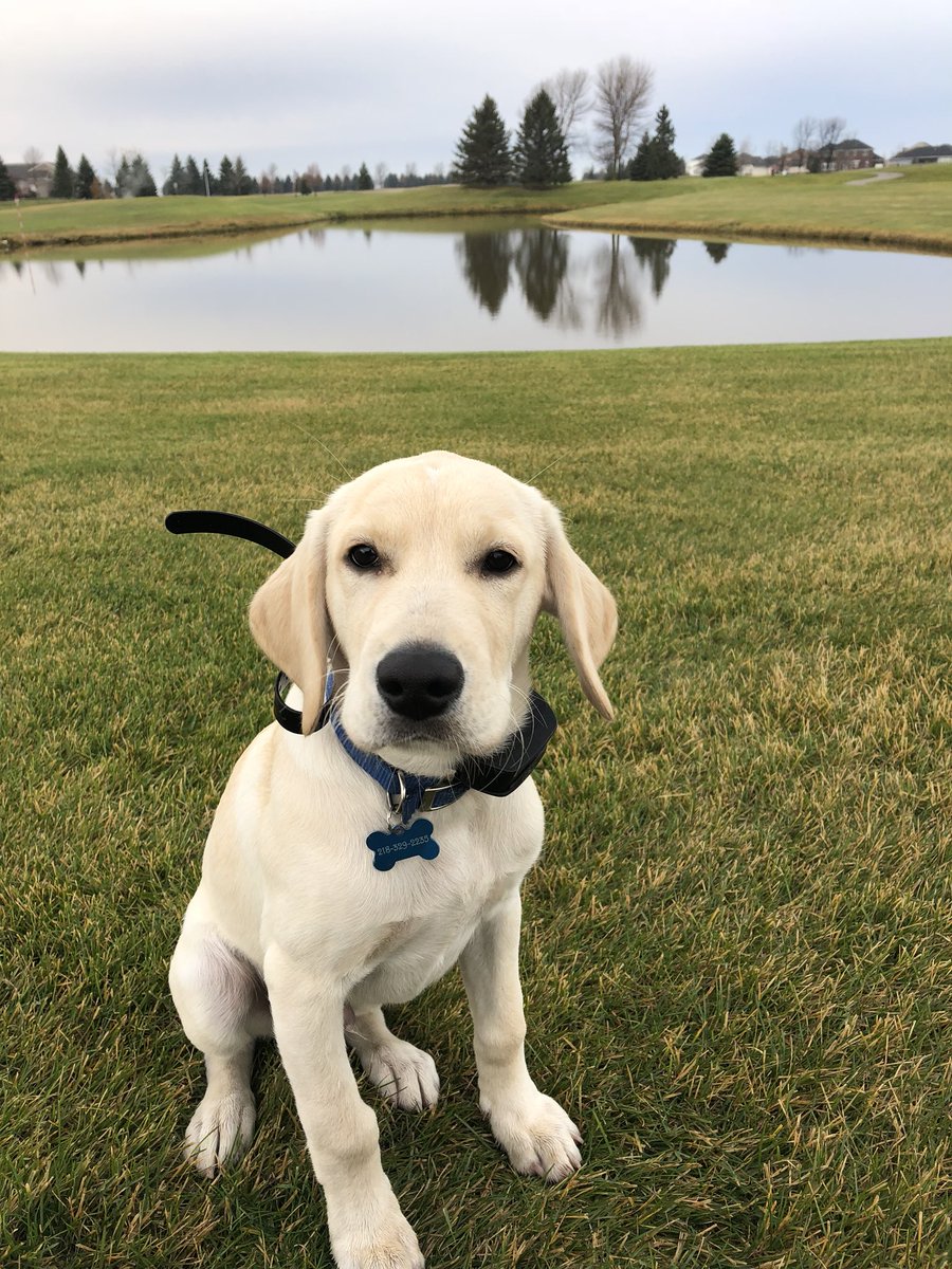 cjwturf's tweet photo. Day one on the job. Lots of learning to do but he will get there. https://t.co/fdOGOdQxFv