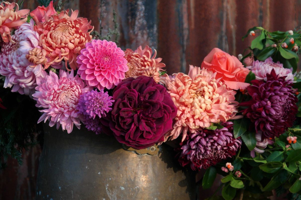 Seasonal crossover time again. Goodbye roses and dahlias.  Hello chrysanthemums.  #seasonalblooms #dahlia #chrysanthemums #feelslikewinter