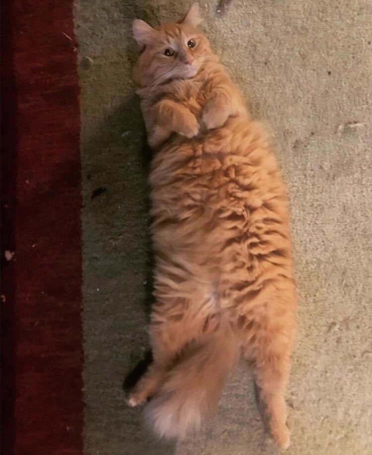 #NationalCatDay is a holiday Luna and I can get behind! If <a href="/taylornation13/">Taylor Nation</a> wants to supply us with cat tweets, I would support that!