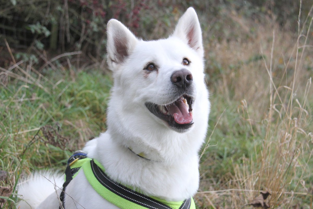 DT_Leeds's tweet photo. We've been for a lovely #Autumn walk with #Winter! This gorgeous #Akita is looking for his #ForeverHome.
#rescuedog #leeds #akitalife #woodlandwalk #greatoutdoors #ineedahome #doggyphotoshoot #dogsofautumn #rescueakita #adoptdontshop #adoptadog @DogsTrust https://t.co/VQoowUj5th https://t.co/BdLASbDHX2