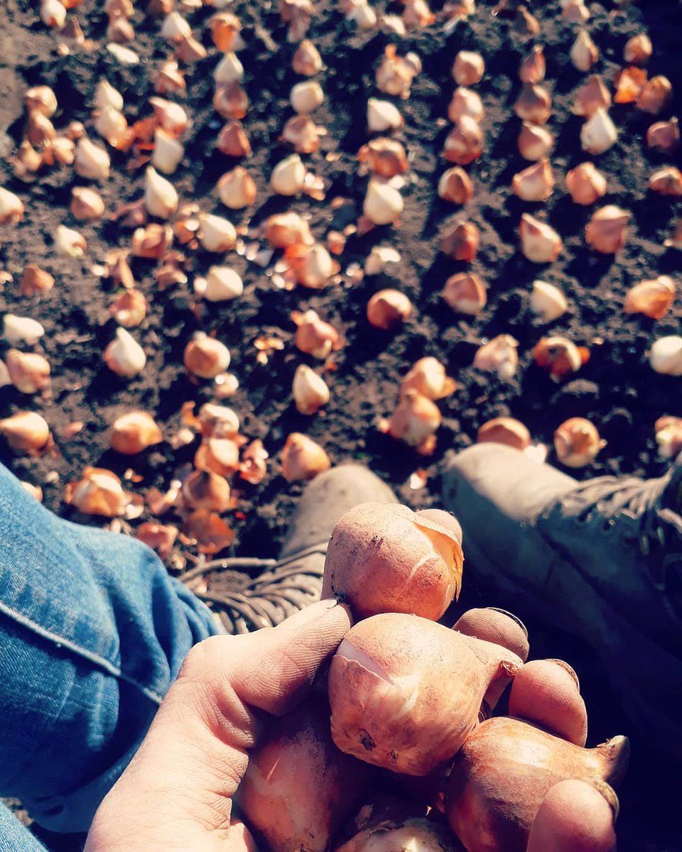 pickedatdawn's tweet photo. It's time for that obligatory flower farmers annual shot entitled...
I'm sat in a trench planting Tulips😂 https://t.co/PrJIMYDFaj