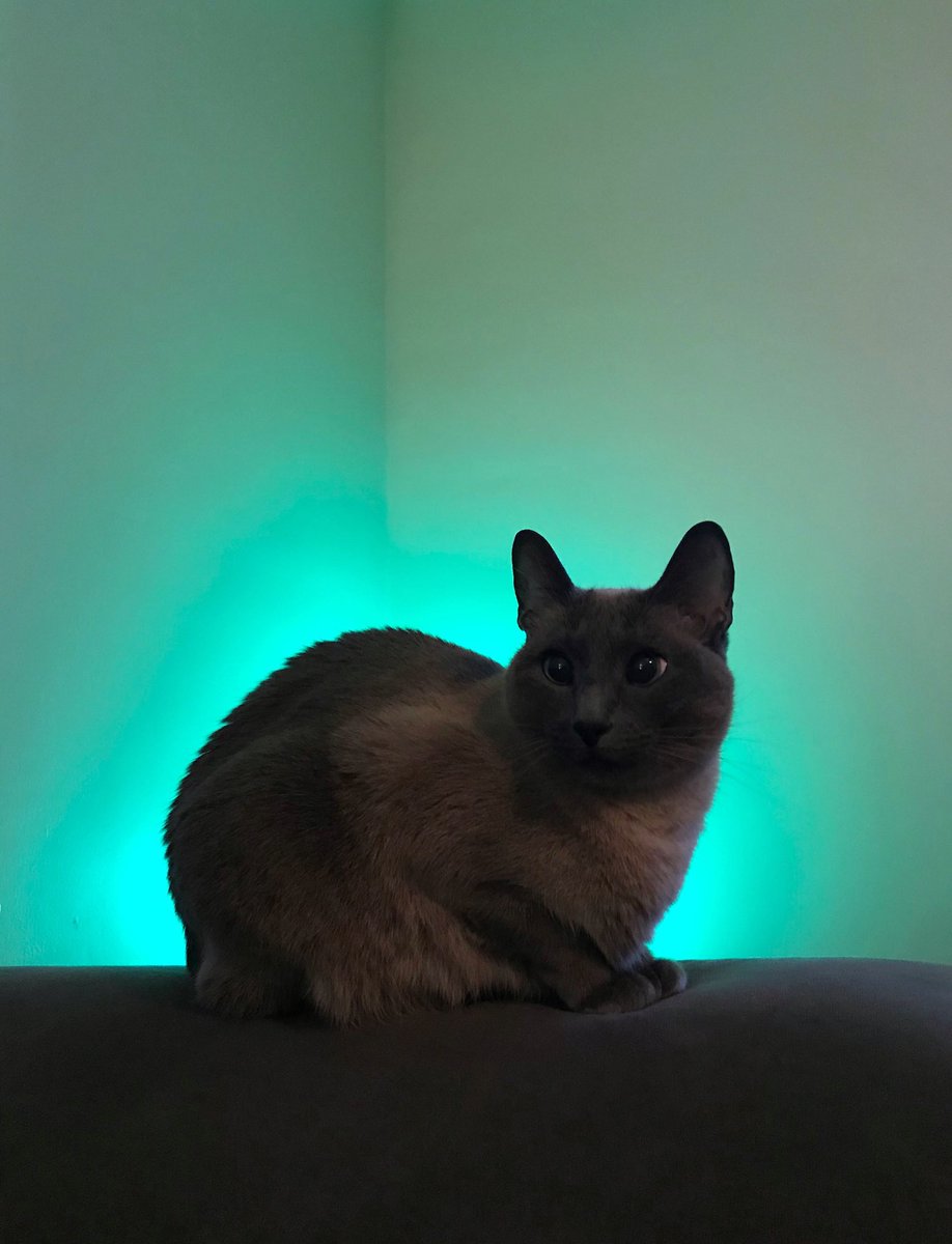 vesperteen's tweet photo. Happy National Cat Day from Poppy 💙 https://t.co/DAcrLneBCz