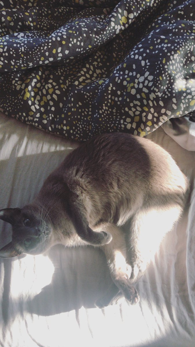 vesperteen's tweet photo. Happy National Cat Day from Poppy 💙 https://t.co/DAcrLneBCz