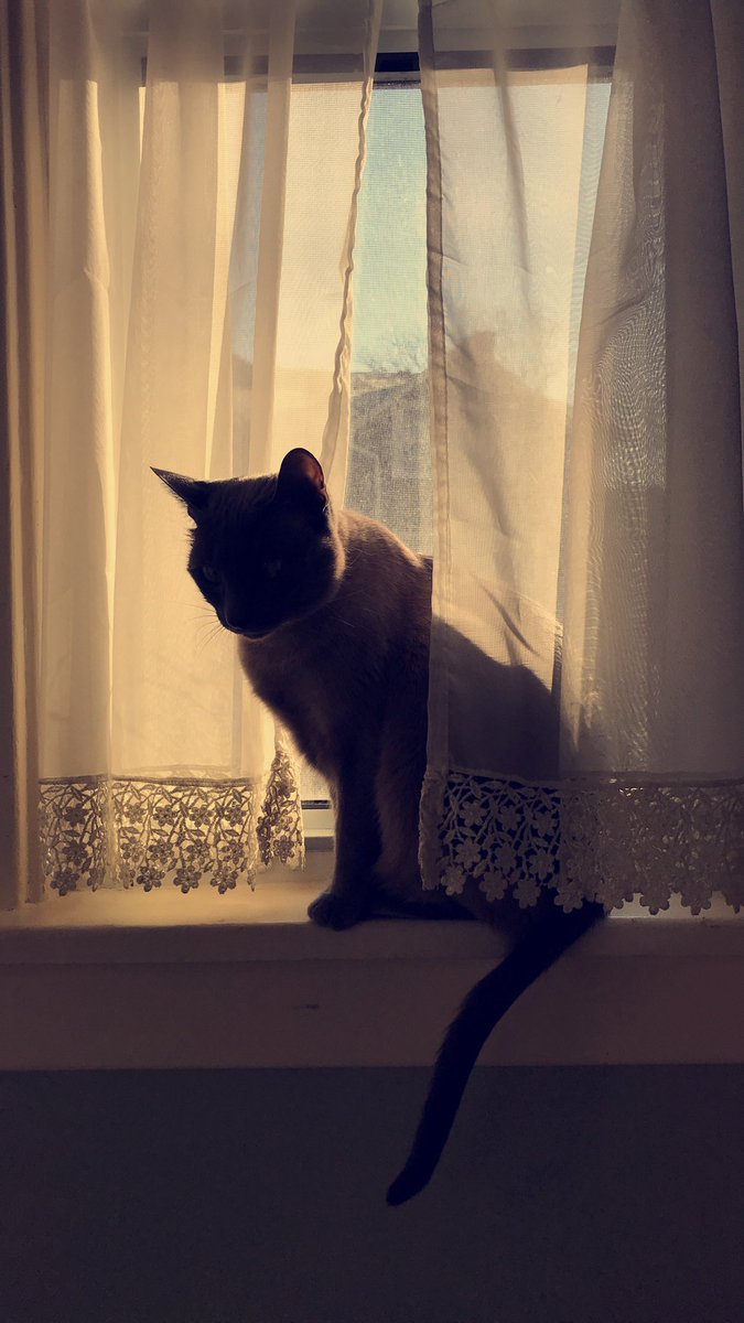 vesperteen's tweet photo. Happy National Cat Day from Poppy 💙 https://t.co/DAcrLneBCz