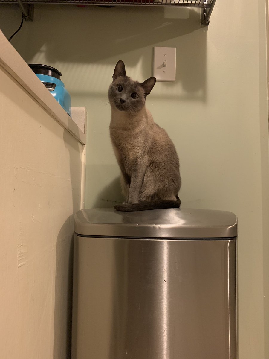 vesperteen's tweet photo. Happy National Cat Day from Poppy 💙 https://t.co/DAcrLneBCz
