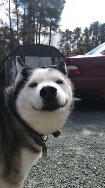 Huskyyjay's tweet photo. 😏 https://t.co/WBHLYhey8K