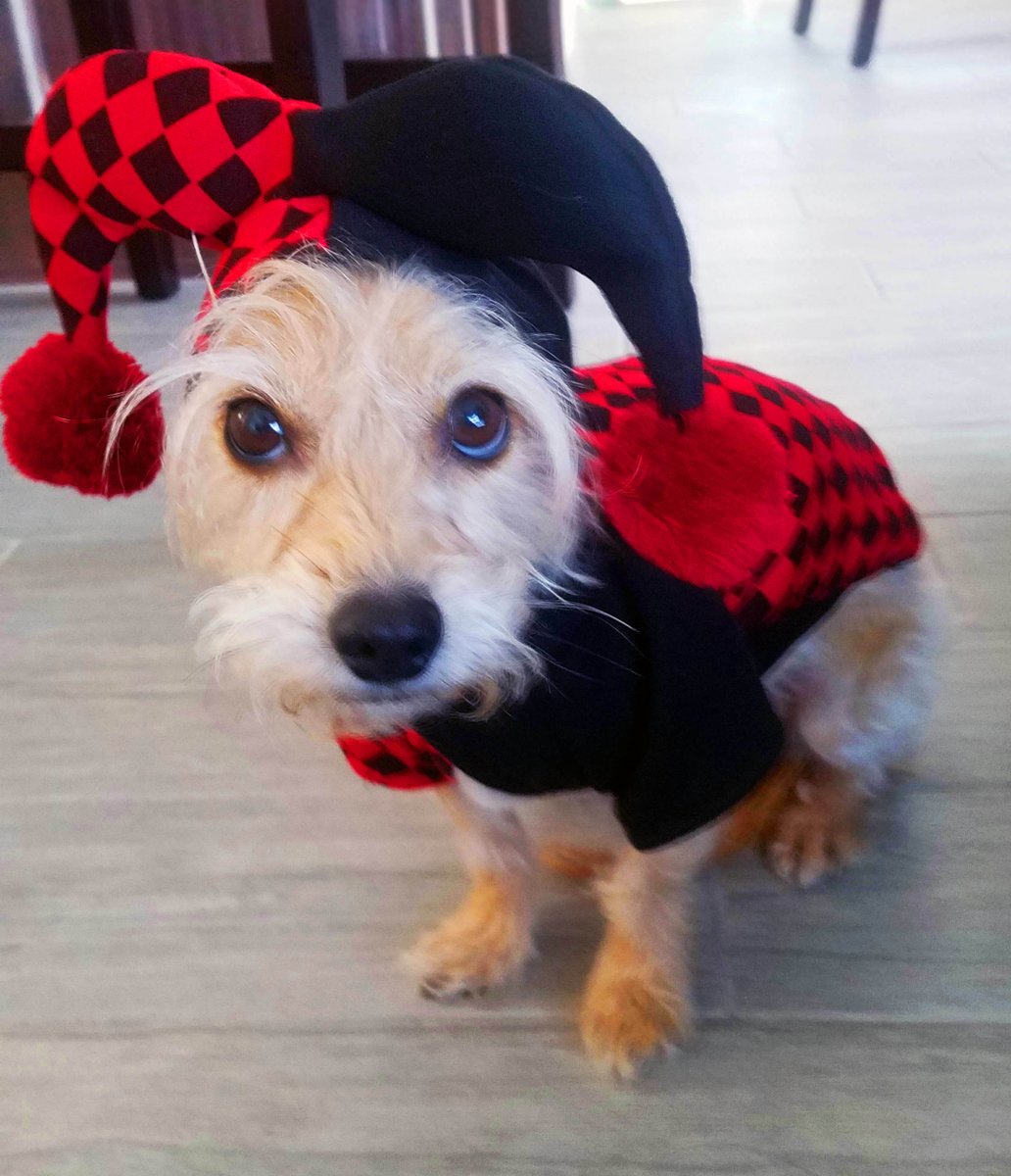 PostcardsFrDogs's tweet photo. Trixie can't decide which costume to wear for #Halloween! https://t.co/D5B7DZyLSG #rescuedogs #dogsoftwitter #greetings #etsy #etsymntt #etsysuccess #etsytribe #shopsmall #etsyshop #bestofetsy #dogs #pets #etsychaching #ecofriendly #FloridaDogLover https://t.co/LslSX6WCGv