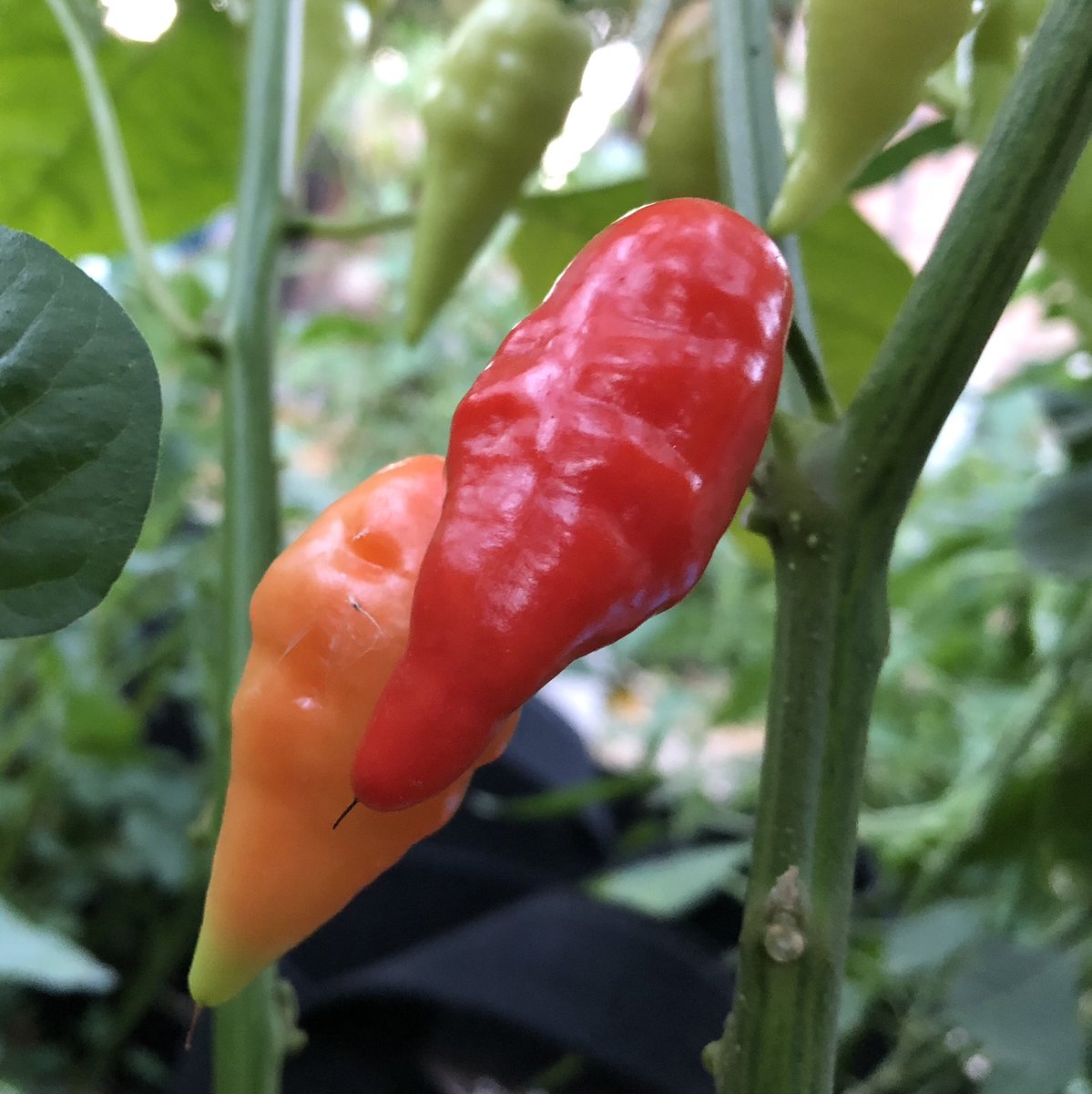 AmkhaSeed's tweet image. Here's another pepper variety we're developing. 2-3 foot tall sturdy plants are productive, show good disease resistance, and require very few inputs.

See other breeding projects we’re working on at amkhaseed.com/pages/crop-res….

#peppers  #seeds #gardening #sustainable #foods #hot