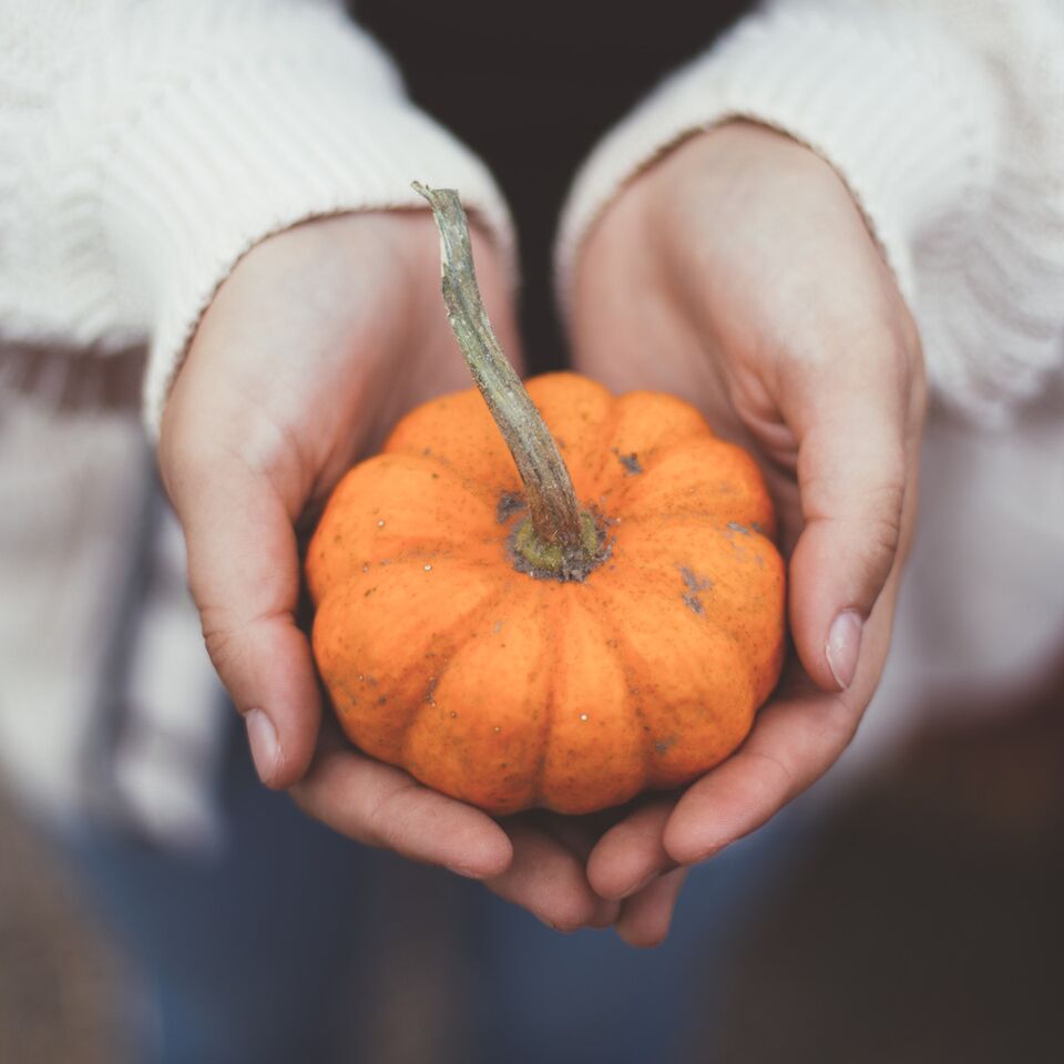 ClubPilatesLN's tweet photo. Did you know?: Not only can you use and eat most of a pumpkin, but you can also eat the pumpkin flower! The pumpkin flowers are great at treating the common cold (vitamin C), boosting male infertility (vitamin B9), ensuring eye health (vitamin A), and bone formation (phosphorus) https://t.co/1Y2pK4PoSm