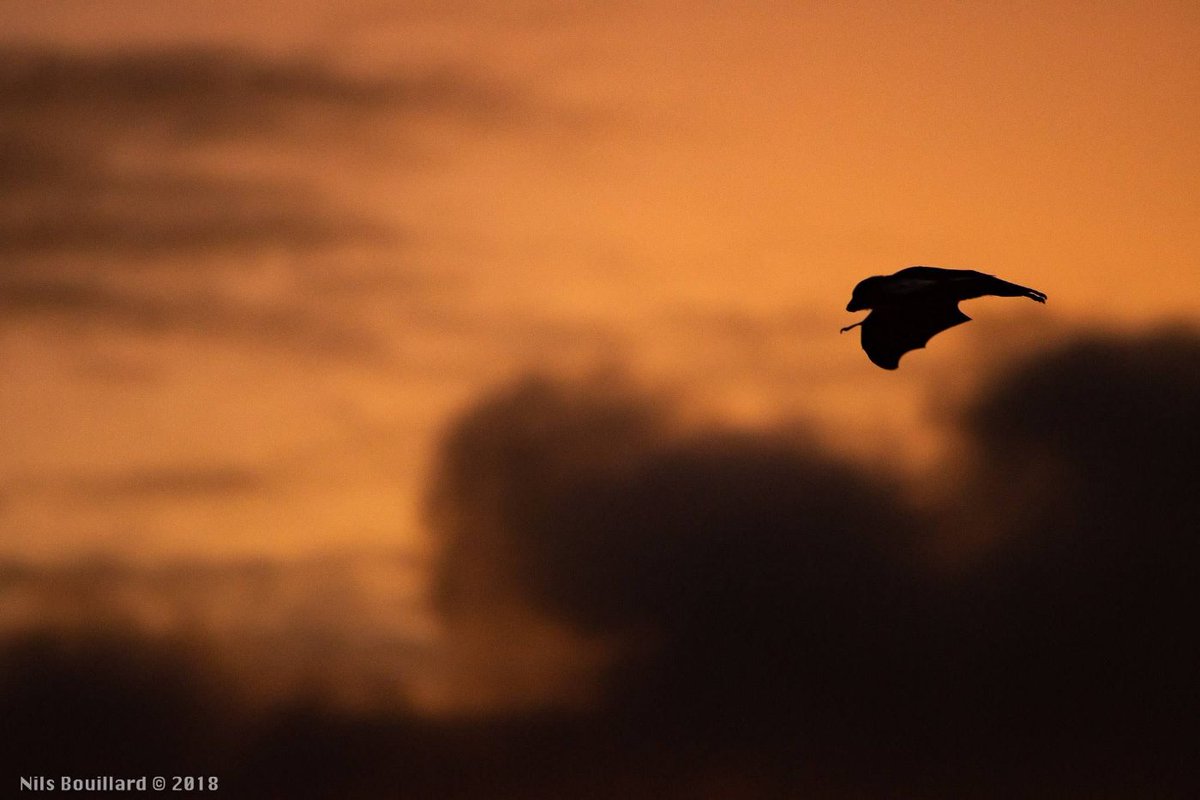 Sunrise...⠀
#bats #batweek #mammalweek #flyingfox #bigbatyear #wildlifephotography #wildlife #seychelles #cute #sunrise #batsareawesome   #BatsAreEssential